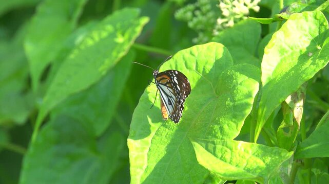 The monarch butterfly (Danaus plexippus), likely migration time is in November, migrating butterflies
