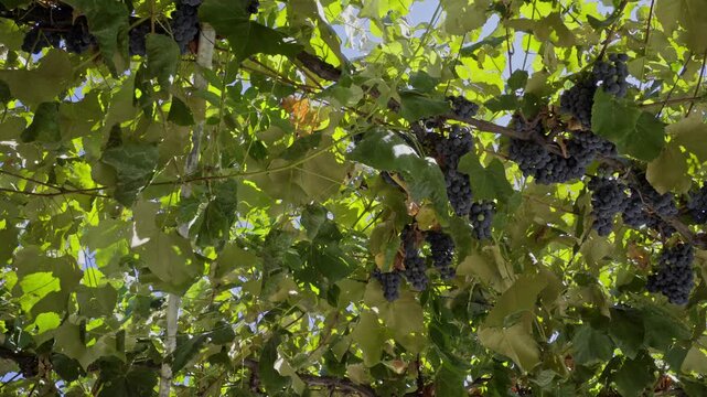 Close Up of Red Grapes Hanging on Vine in Vineyard