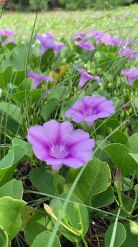 Katang-katang or Tapak Kuda is a creeping plant that is often found on sandy beaches. Ipomoea pes-caprae. Beautiful violet flowers with fresh green leaves. the shape is similar to trumpet. 