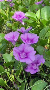 Katang-katang or Tapak Kuda is a creeping plant that is often found on sandy beaches. Ipomoea pes-caprae. Beautiful violet flowers with fresh green leaves. the shape is similar to trumpet. 