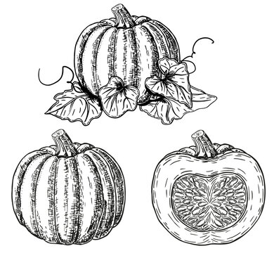 Sketch pumpkins with leaves set. Hand drawn autumn vegetable isolated on white background. Vintage autumn plants. Whole pumpkin and half pumpkin. Сollection for cards, coloring book, decoration