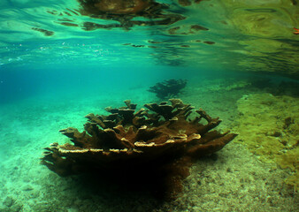 Elkhorn Coral Growing on a Caribbean Coral Reef © gustavo