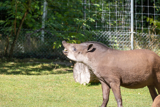 South american tapir opening mouth in zoo enclosure