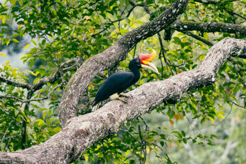 Black hornbill perched on a mossy tree branch © Bapitste