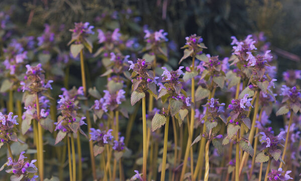 Purple Henbit Deadnettle Wildflowers Growing In Meadow Close Up With Blurred Green Background
