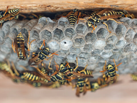 European paper wasps (Polistes dominula) crowd around an exposed paper nest with hexagonal brood cells beneath a wooden structure.
