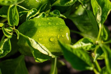 Fresh green bell pepper growing in a garden with morning dew drops © Yurkas