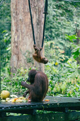 Orangutan hanging from a rope in the rainforest © Bapitste