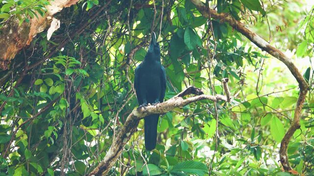 jungle crow (Corvus macrorhynchos) in Thailand