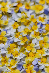 Obraz premium Viola Pansy Flowers Vertical Flat Lay Yellow White Purple Floral Background Pattern Top View