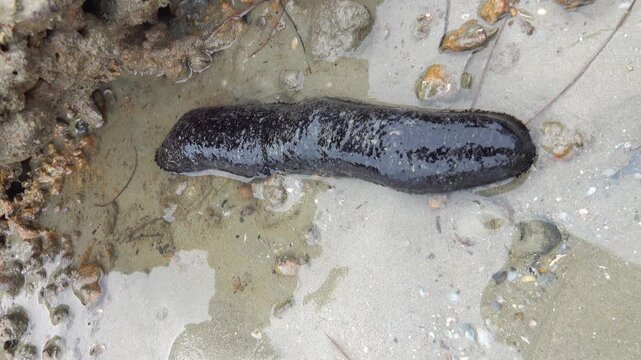 Feeding tentacles and connective tissue work. Edible sea cucumber (Holothuria edulis) feeds on the sandy bottom of the Andaman sea infauna. Thailand