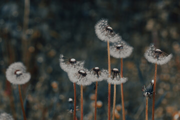 Dandelion Seed Heads Swaying On Tall Stems In A Moody Dark Backlit Meadow At Dusk © IULIIA AZAROVA