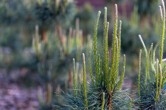 Pine Tree New Growth Candles Close-Up In Outdoor Nursery With Soft Blurred Background