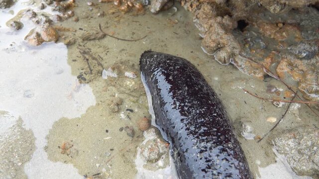 Feeding tentacles and connective tissue work. Edible sea cucumber (Holothuria edulis) feeds on the sandy bottom of the Andaman sea infauna. Thailand