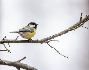 Great tit near National park Podyji, Southern Moravia, Czech Republic © Richard Semik