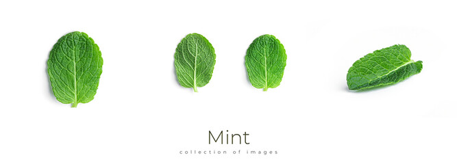 Fresh, green mint leaves on a white background. © Светлана Гуркова