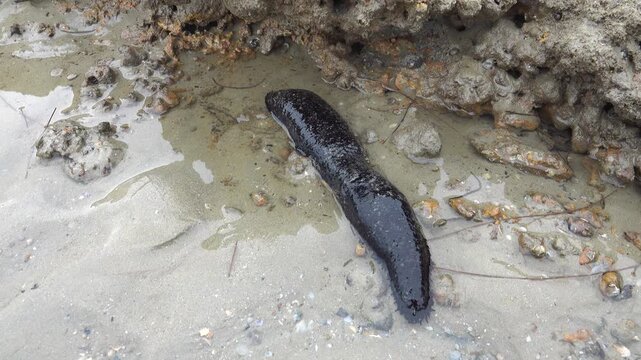 Feeding tentacles and connective tissue work. Edible sea cucumber (Holothuria edulis) feeds on the sandy bottom of the Andaman sea infauna. Thailand