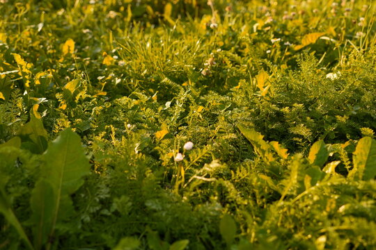 Lush Green Grass and Wildflowers Bathed in Warm Golden Hour Sunlight Detailed Textures Natural Growth Outdoor Meadow