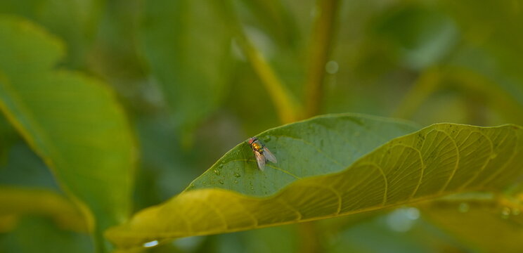 Tiny Orange Insect on Wet Green Leaf with Dewdrops Macro Photography Lush Foliage Background