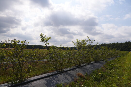 Vast Blueberry Farm with Neat Rows of Young Plants Covered in Black Plastic Mulch Stretching to the Horizon Under a Cloudy Sky Agricultural Landscape