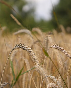 Vertical Golden Ripe Wheat Stalks in Sunlit Field Ready for Harvest Agriculture Grain Food Production Organic Bread Baking Cereal Farming Countryside