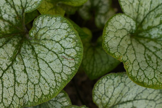 Heart Shaped Green Leaves Silver Veins Abstract Organic Texture Nature Background Macro Detail