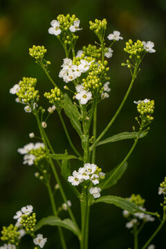 Delicate White Wildflower Blossoms with Green Buds Against Blurred Dark Vertical Background Macro Detail