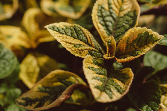Variegated Green Yellow Leaf Macro Texture Organic Botanical Pattern Natural Growth Background