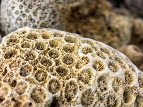 Close-up macro photograph of a porous stony coral skeleton showcasing a detailed honeycomb texture.

