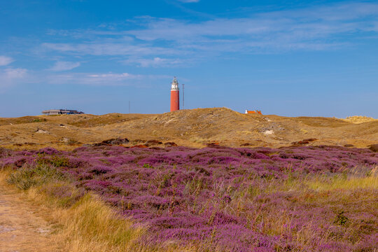Purple flowers Calluna vulgaris (Heide, Heather, Ling) The sole species in genus of Calluna, Ericaceae family, The Eierland Lighthouse red tower, De Cocksdorp, North Holland, Texel Island, Netherlands