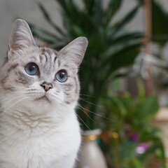 portrait of a cat © Ahmed J.R