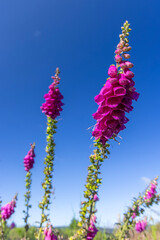 Purple foxglove flowers growing against blue sky © Richard Semik