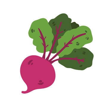 Doodle beetroot illustration. Colorful hand drawn red beet vegetable isolated on white in sketch style.