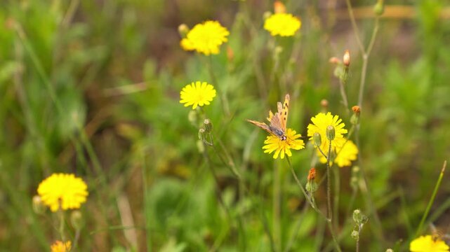 Brown Orange Butterfly Feeding on Yellow Wildflower Meadow 4K Footage Delicate Wings Open Green Grass Background Natural Sunlight