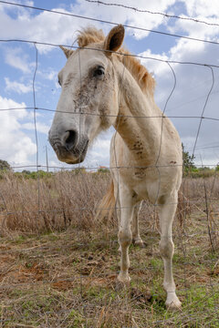 Horse standing tall behind fence