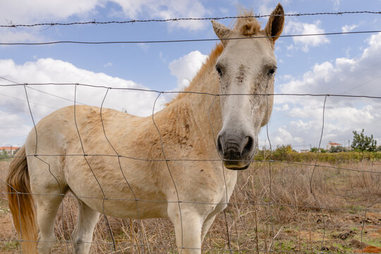 White horse behind wire fence