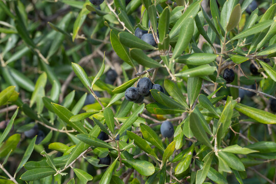 Cluster of olives growing on leafy olive tree