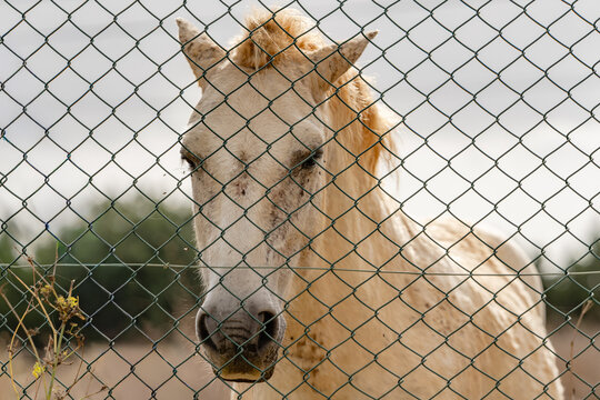 Horse peering through chain-link fence