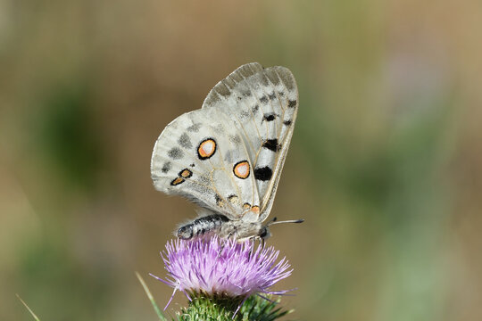 Mountain Apollo butterfly. (Parnassius apollo)
