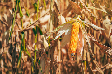Fototapeta premium Golden ear of corn ready for harvest. Concept of agricultural crop production, autumn grain harvest, sustainable cereal farming, and rural agribusiness growth.