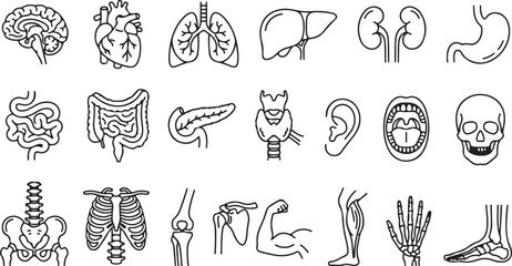 Fototapeta premium Minimal Human Anatomy Organs Bones and Muscle Thin Line Vector Icon Collection