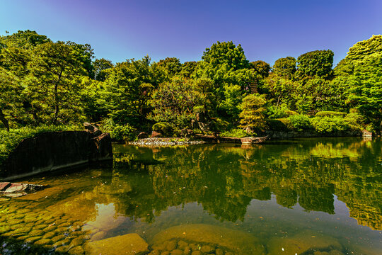 Vibrant green tree reflections on clear pond water with visible river stones at Mejiro Garden May 2024