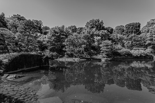 Monochromatic view of pond reflections and lush trees at Mejiro Garden May 2024