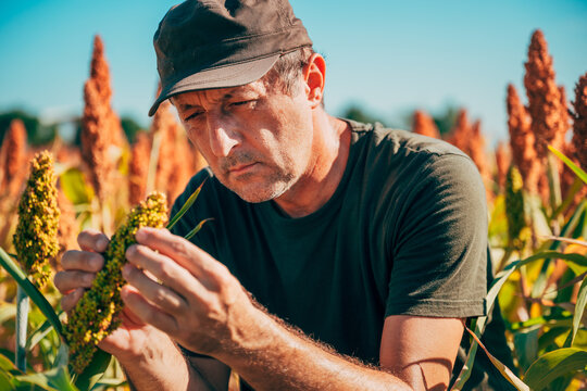 Male farmer surveying a dense field of ripe sorghum grain. Concept of agricultural management, local farming success, sustainable crop production, agrarian labor.