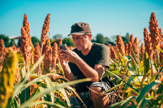 A medium shot of a male farmer wearing a cap crouching down in a ripe sorghum field, using a smartphone to examine or record crop data under a clear sky.