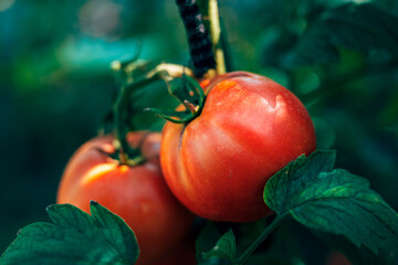 Fototapeta premium Fresh organic tomatoes ripening on the vine in a home vegetable garden. Concept of sustainable agriculture, farm-to-table healthy eating, homegrown produce, and organic horticulture practices.