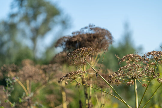 Sun-drenched hogweed blooms softly sway in the summer breeze amid a lush green landscape