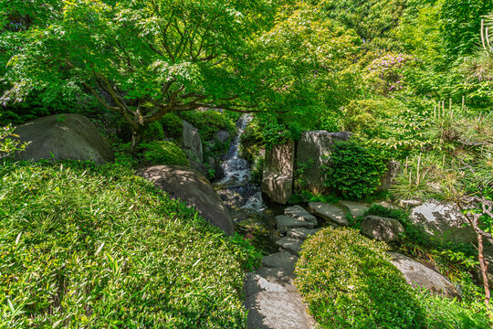Scenic small waterfall and stepping stones surrounded by fresh green maples at Mejiro Garden May 2024