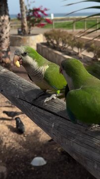 Canary Islands. Two green parrots are resting on a palm tree, displaying their colorful plumage and unique characteristics in a natural outdoor setting