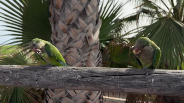 Canary Islands. Two green parrots are resting on a palm tree, displaying their colorful plumage and unique characteristics in a natural outdoor setting